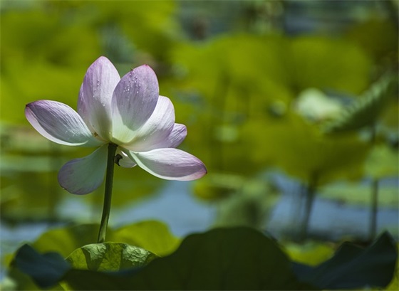 清明节扫烈士墓寄语 【清明节扫烈士墓寄语怎么写】