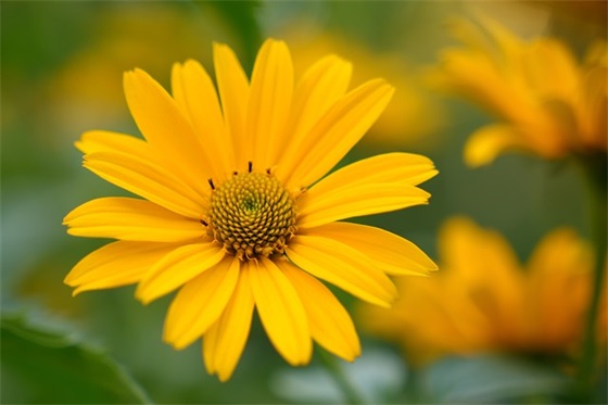 小学最后一个六一儿童节寄语 【小学最后一个六一儿童节祝福语】