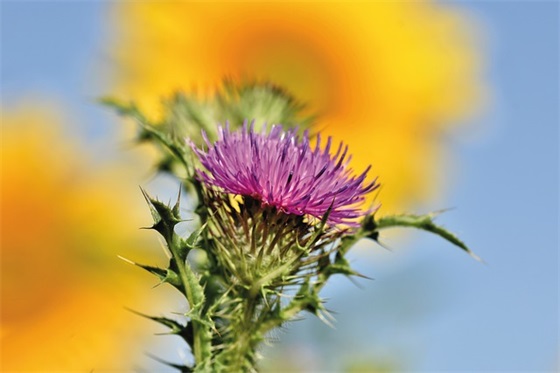 形容夜色撩人的句子