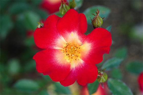 2025年最幸福的爱情句子82句