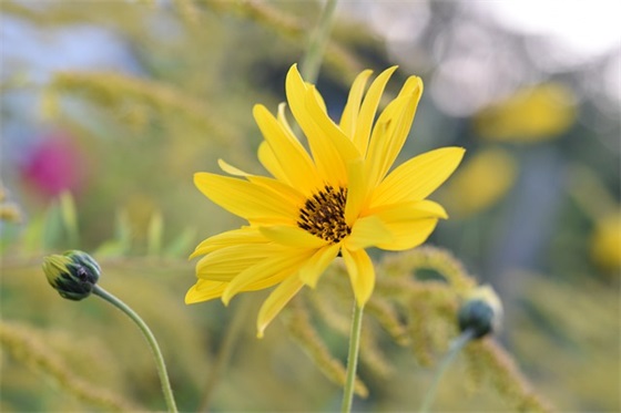 爱情告白句子84句