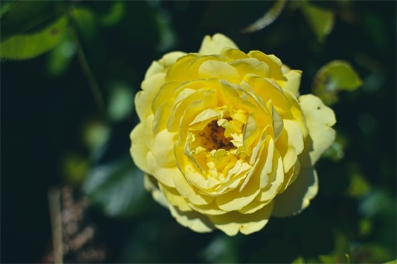 描写冬天寒冷的句子69句