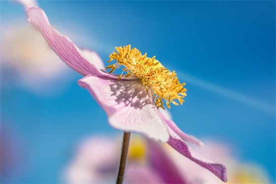 端午节祝福句子简洁