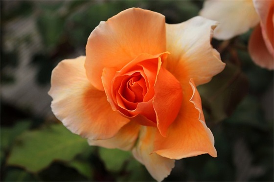 端午节祝福句子简洁 端午节祝福句子20字以内