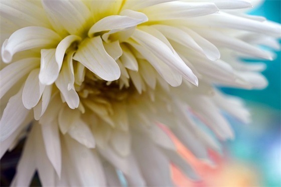 情人节的唯美好句子