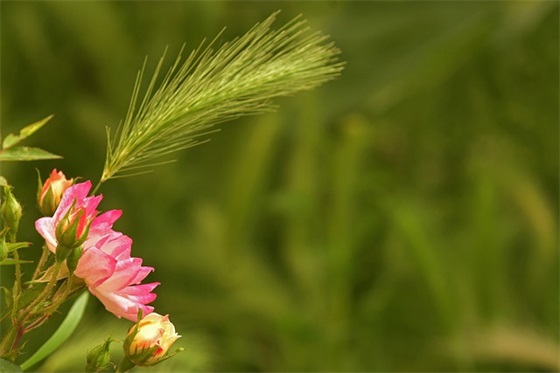 祝福当兵人的简短话语 祝福当兵的人前程句子