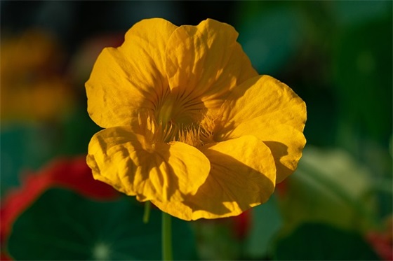 描写上学的句子