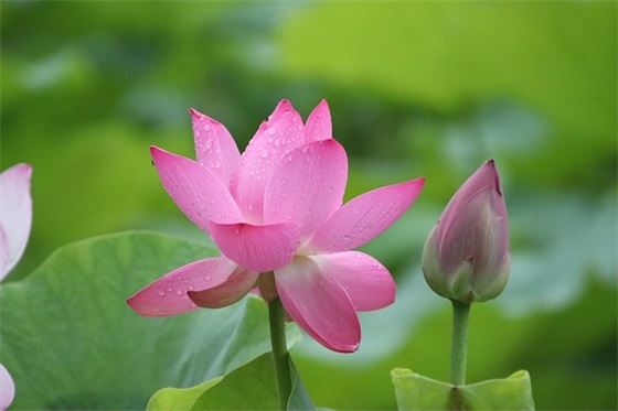 表达恋恋不舍的句子82句