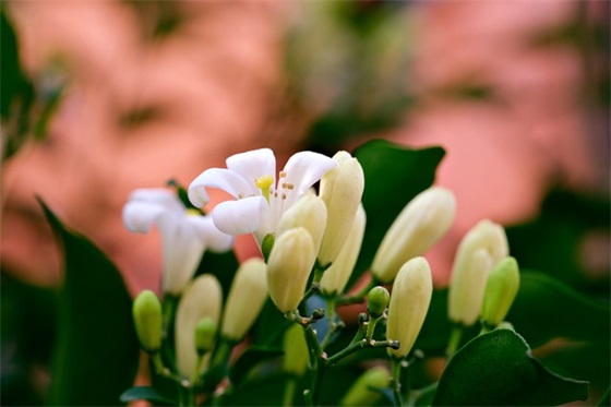 形容人很美的句子79句