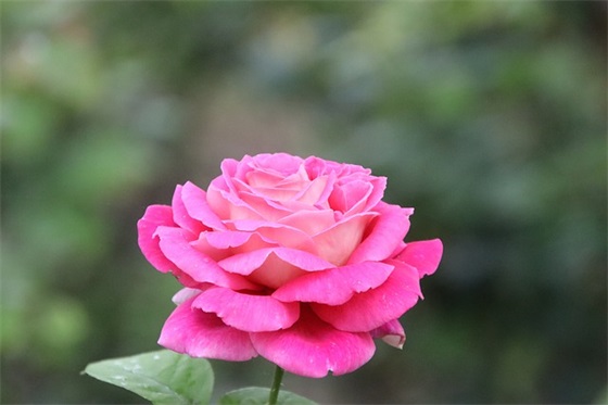 形容工作认真的句子