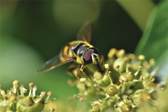 描写风景句子大全