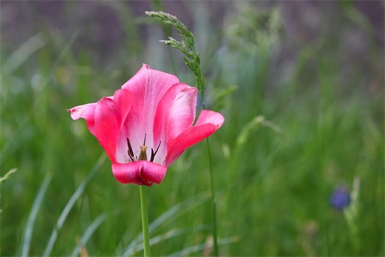 很贱又欠揍的网名大全(159个)