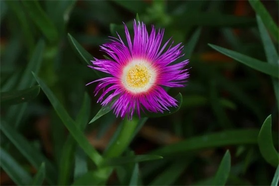 高冷伤感孤独女昵称(优选169个)