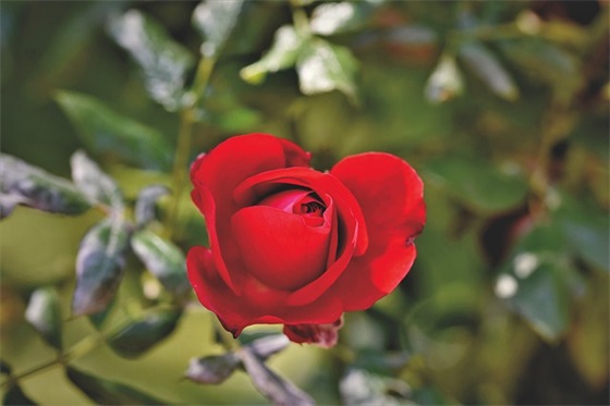 元气骑士游戏名字大全男孩骚气搞笑（个性元气骑士游戏名字大全男孩）