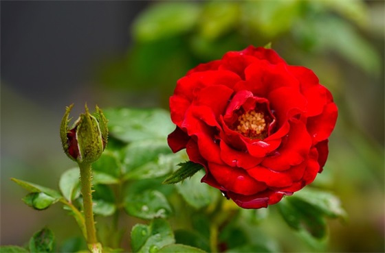 剑与远征游戏女主角名字免费（冷酷霸气剑与远征游戏女主角名字）