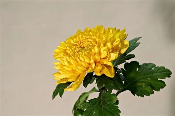 古风游戏好名字之逆水寒角色取名