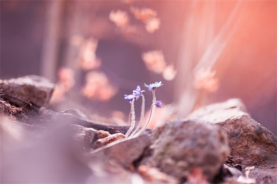 王者名字推荐英文,王者荣耀昵称英文名