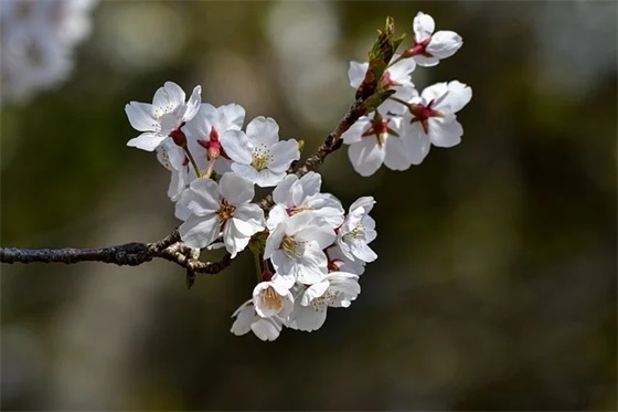 校长对六年级毕业寄语 【学校领导给六年级毕业生寄语】