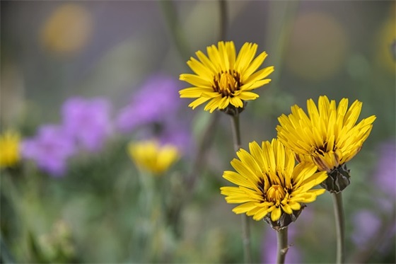 妈妈毕业寄语简短幼儿园 【妈妈毕业寄语幼儿园大班】