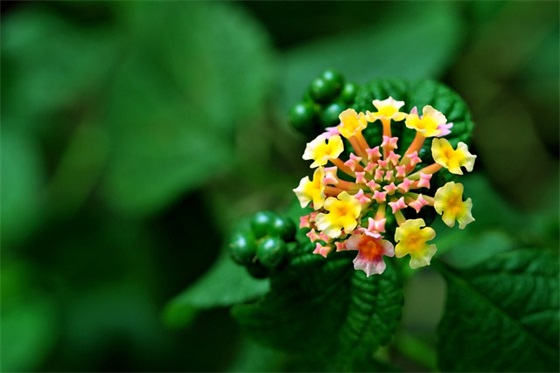 高一开学寄语 【高中生家长寄语】