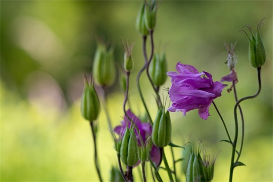 生日寄语女朋友 【生日寄语女朋友短句】