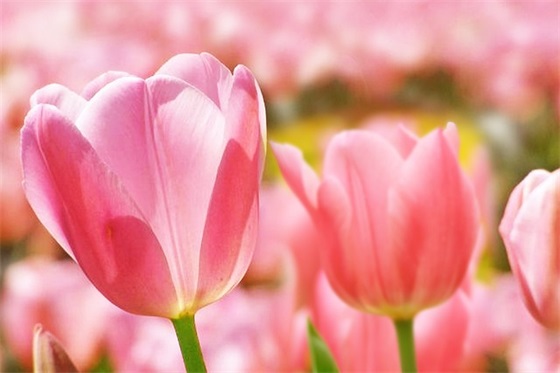 幼儿园小班学期结束寄语简短-52句