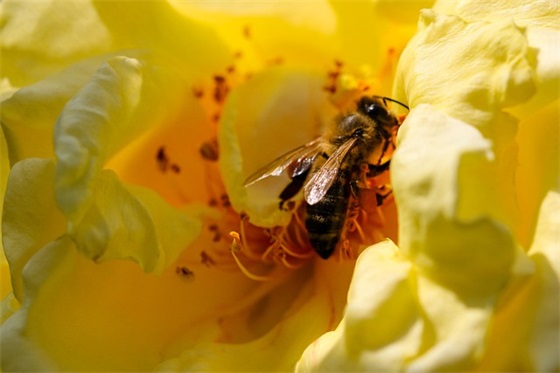 家长给六年级毕业寄语 【家长给六年级毕业寄语学生】