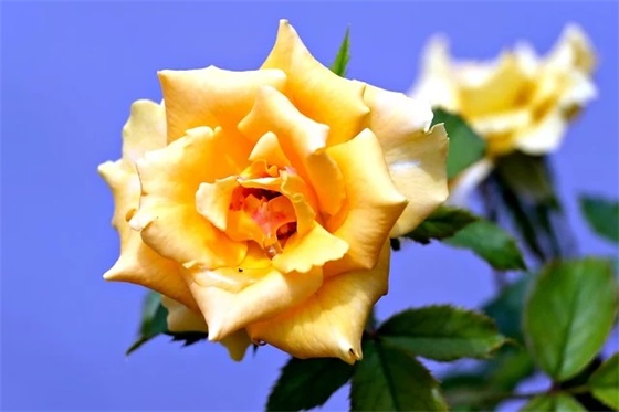 富有爱情哲理的句子 富有爱情哲理的句子简短