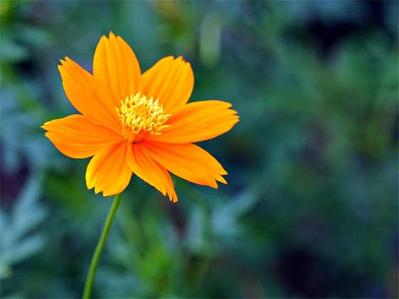 描写新学期开学的句子文案 新学期开学文案