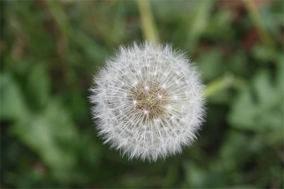 牛年新春祝福句子文案