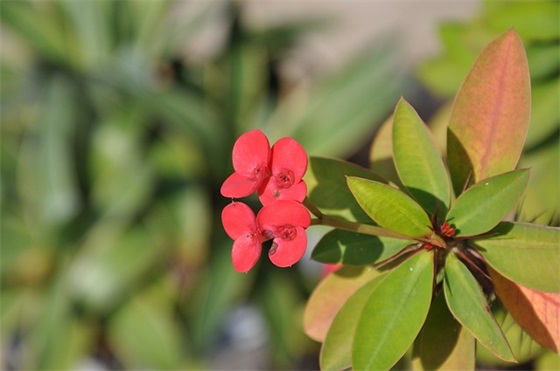 赞美老师的成语及句子