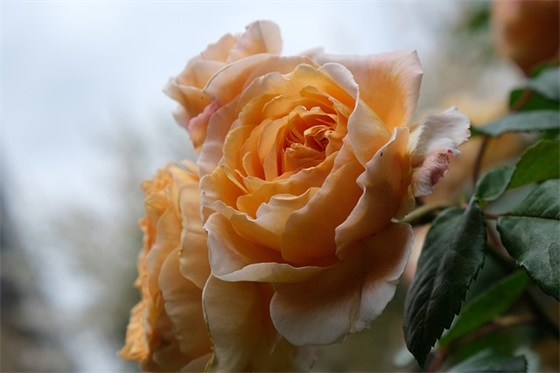 古风示爱句子 古风男生向女生表白句子