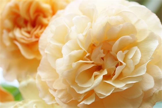 2025关于疫情对祖国祝福的句子