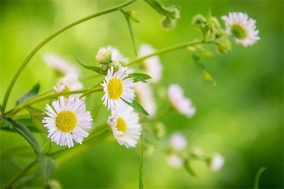 常用优美古风句子