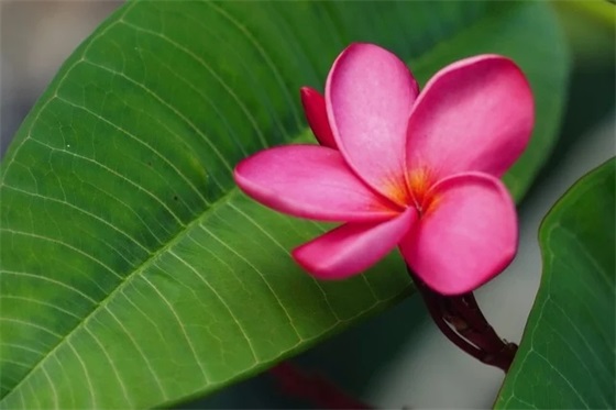 简单纯粹的爱情句子 纯粹的爱情图片