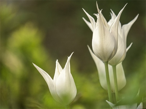 关于谦虚的优秀句子 关于谦虚的简短句子