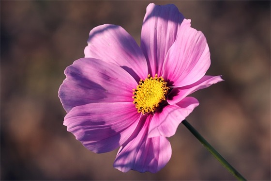 早安正能量简单话励志2025 2025激励上进正能量句子