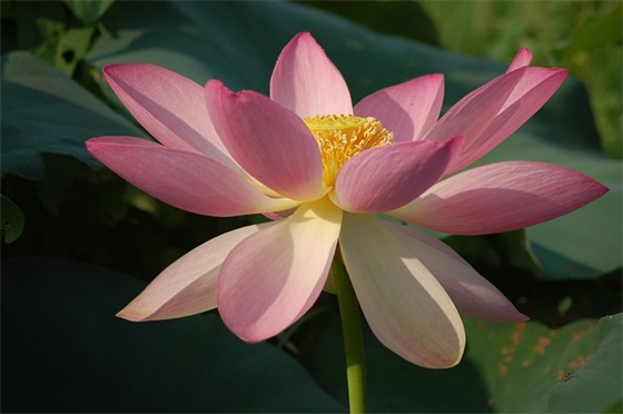 描写桂花的优美句子 描写荷花的优美句子 描写桂花的优美句子 描写荷花的优美句子