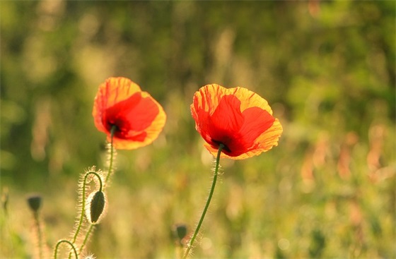 老师祝孩子步入初中的寄语-51句