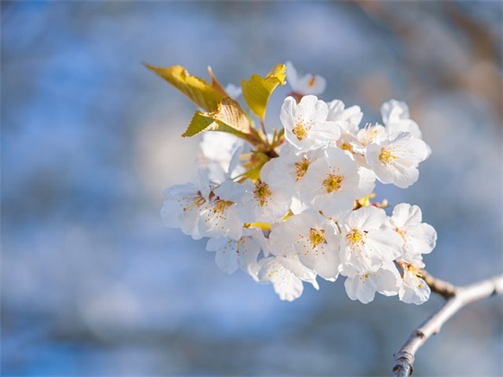 男孩十岁生日寄语-52句