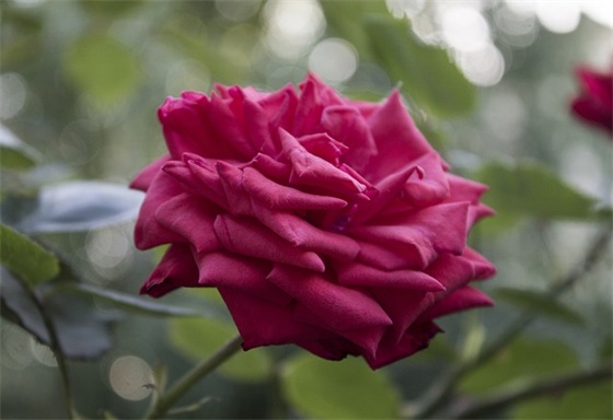 幼儿园家长寄语家长对孩子的希望和寄语-53句