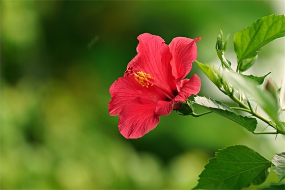 家长对学校的鼓励和期望寄语-51句