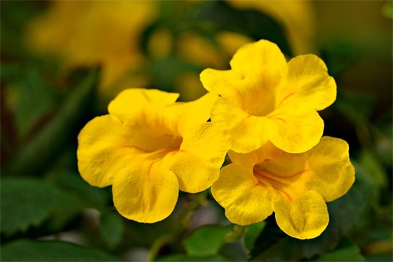 学前家长寄语大全简短的-57句