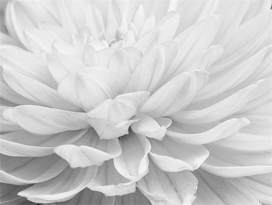 送女友鲜花寄语简短-63句