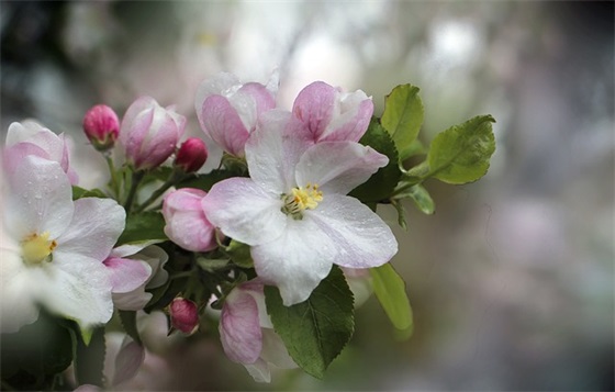 步入小学寄语-61句