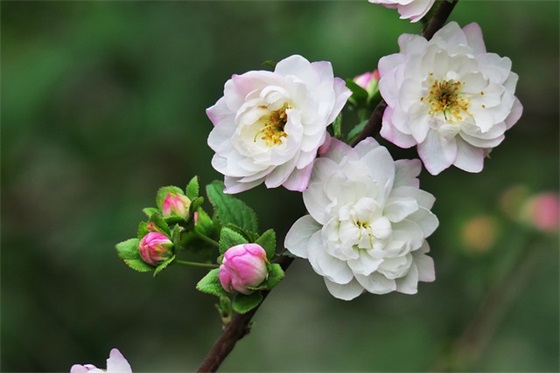 一年级新生家长寄语简短-53句