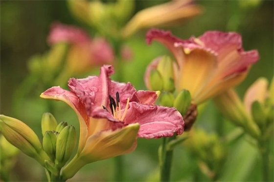 幼儿园家长寄语简短的大班-54句