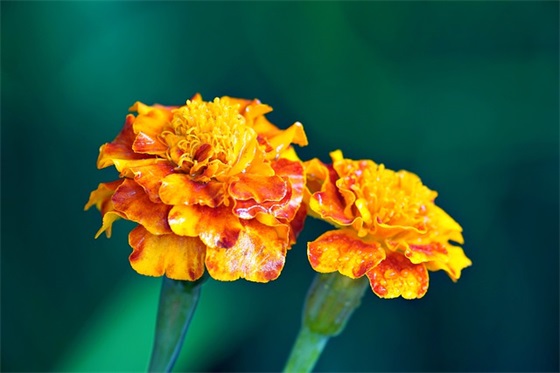 工作安全寄语短句 【工作安全寄语短句子】