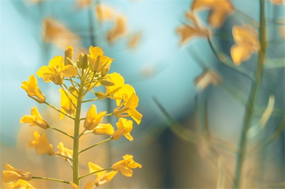 幼儿园报告册家长寄语怎么写-51句