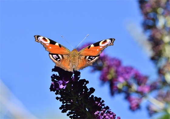 初三誓师大会教师寄语 【100句精选】